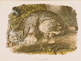 John James Audubon Canada Lynx painting