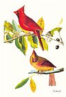John James Audubon Cardinal
