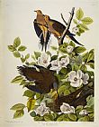 John James Audubon Carolina Turtledove painting