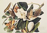 John James Audubon Cuckoo on Magnolia Grandiflora painting