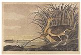 John James Audubon Curlew