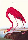 John James Audubon Flamingo