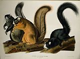John James Audubon Fox Squirrel painting