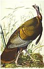 Males Prints - Great American Beck Male Wild Turkey Meleagris Gallopavo Plate I From The Birds of America by John James Audubon