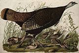 John James Audubon Great American Hen and Young