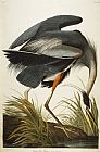 John James Audubon Great Blue Heron
