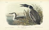John James Audubon Great North Diver Loon painting