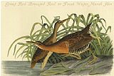 Between Geest And Marsh Prints - Great Red Breasted Rail Or Frash Water Marsh Hen by John James Audubon