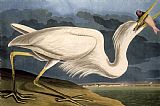 John James Audubon Great White Heron painting