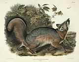 John James Audubon Grey Fox painting