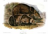 Pretty Boy - Grizzly Bear Prints - Grizzly Bear Ursus Ferox by John James Audubon