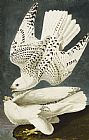 John James Audubon Iceland Or Jer Falcon painting
