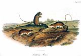 John James Audubon Jumping Mouse 1846
