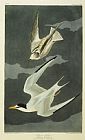 Pair Prints - Little Tern by John James Audubon