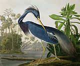 John James Audubon Louisiana Heron