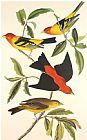 John James Audubon Louisiana Tanager Scarlet Tanager