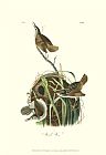 Between Geest And Marsh Prints - Marsh Wren by John James Audubon