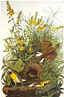 John James Audubon Meadow Lark