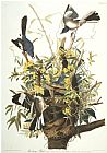 John James Audubon Mocking Bird Northern Mockingbird Mimus Polyglottos Plate Xxi From The Birds of America
