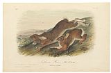 John James Audubon Northern Hare