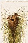 Between Geest And Marsh Prints - Nuttal's Lesser Marsh Wren by John James Audubon