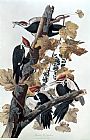 John James Audubon Pileated Woodpeckers