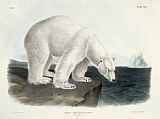 John James Audubon Polar Bear