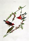 John James Audubon Purple Finch painting