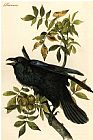 John James Audubon Raven painting