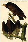 Vultures Prints - Red Headed Turkey Vulture by John James Audubon