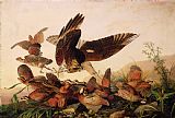 John James Audubon Red Shouldered Hawk Attacking Bobwhite Partridge painting