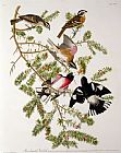 John James Audubon Rose breasted Grosbeak