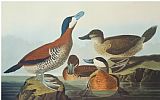 John James Audubon Ruddy Duck