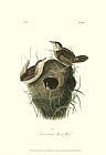 Between Geest And Marsh Prints - Short Billed Marsh Wren by John James Audubon