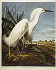 John James Audubon Snowy Heron