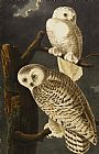 John James Audubon Snowy Owl painting
