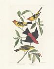 John James Audubon Tanagers painting
