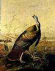 Wild Prints - The American Wild Turkey Cock by John James Audubon