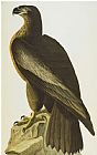 Pair of Birds on a Cherry Branch Prints - The Bird of Washington Bald Eagle Haliaeetus Leucocephalus Plate Xi From The Birds of America by John James Audubon