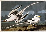 John James Audubon Tropic Bird