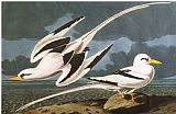 Pair of Birds on a Cherry Branch Prints - Tropic Bird Phaeton Athreus Plate Cclxii From The Birds of America by John James Audubon