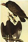 Vultures Prints - Turkey Vulture by John James Audubon