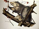 John James Audubon Virginian Opossum