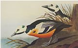 Western Prints - Western Duck by John James Audubon