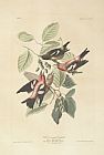 John James Audubon White Winged Crossbill painting