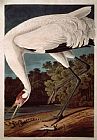 John James Audubon Whooping Crane