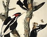 John James Audubon Woodpecker painting