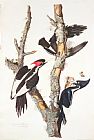 John James Audubon Woodpeckers