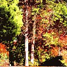 John Lautermilch Fall Colors in Sunlight