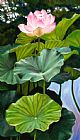 John Lautermilch Lotus Rising